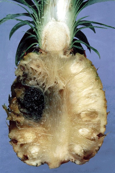 Contoh busuk hitam pada buah nanas