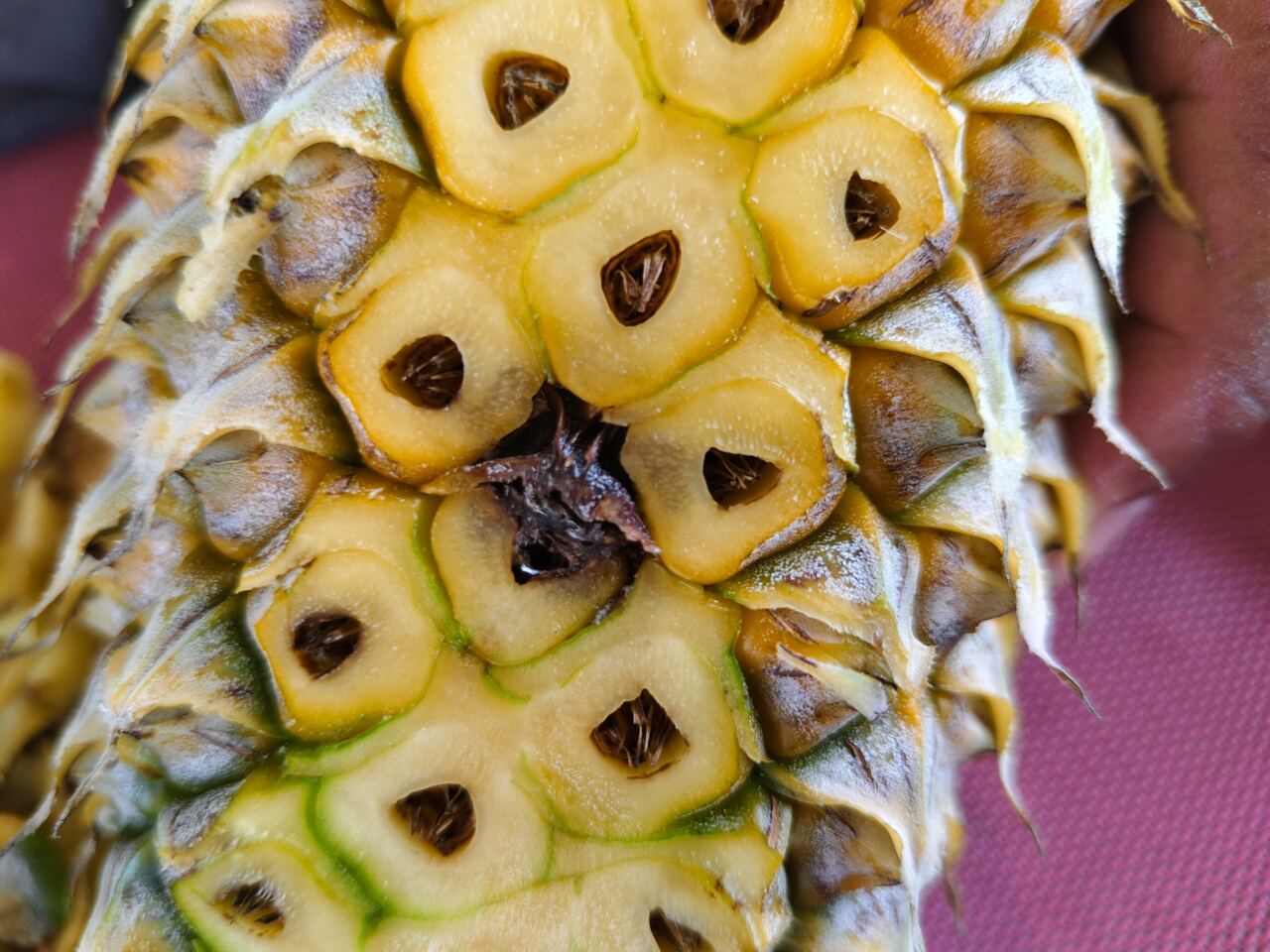 Tampak dekat bercak gelap pada buah nanas dari Dayun
