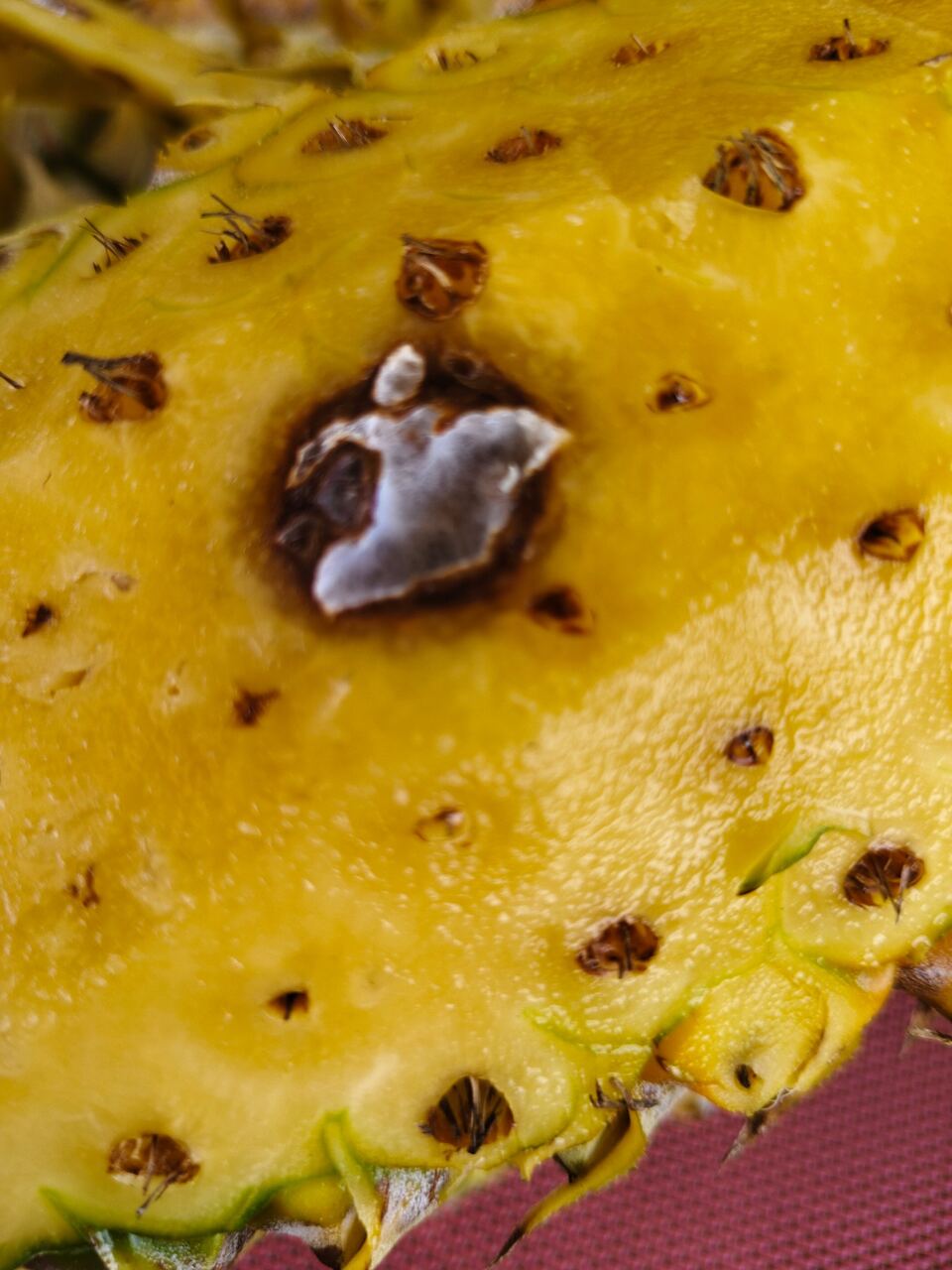 Belahan memanjang buah nanas dengan lesi lokal pada bagian dalam mata buah