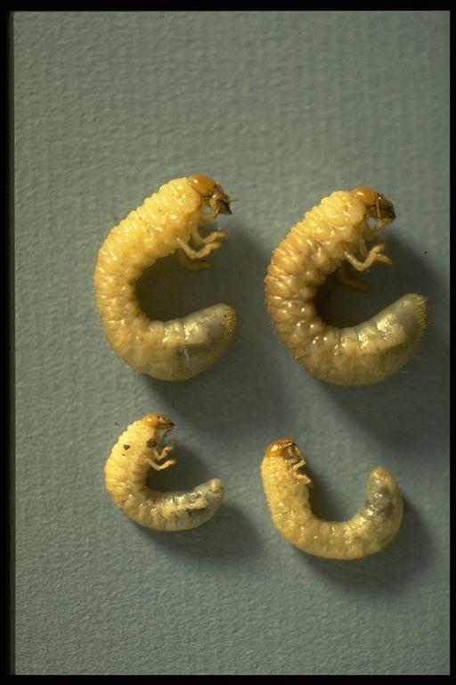 Contoh bentuk larva uret berwarna putih dengan tubuh melengkung dan kepala cokelat